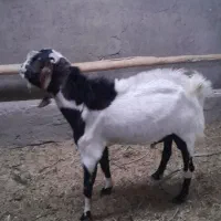 دگه (بز نز) پاکستانی