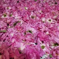 گل محمدی تازه