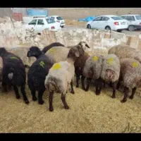 بره
