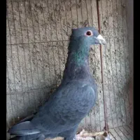 زاغ|پرنده|بم, |دیوار