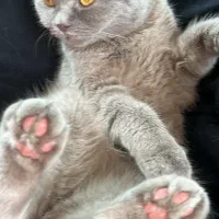 جفت