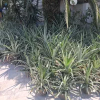 نهال آناناس،پخش عمده و تکی