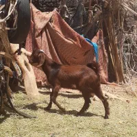 یک کره نر چاق و یک کره ماده رشتی