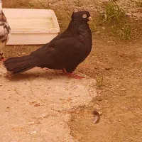 کبوتر برا معامله