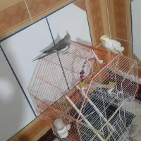 دوعدد  عروس هلندی