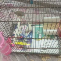 پرنده
