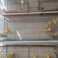 فروش تعدادی قناری رنگ روشن