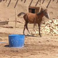 اسب عرب|اسب و تجهیزات اسب‌سواری|بوئین زهرا, |دیوار