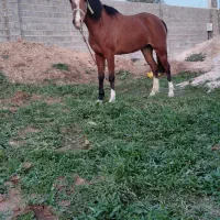 سه عدد اسب مادیان
