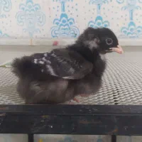 فروش جوجه یک ماهه امروک
