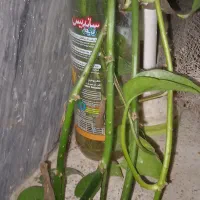 گل پیتوس ریشه زده  واسه کاشت اماده