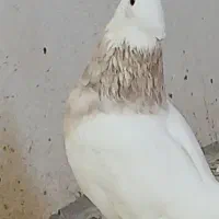 کفتر