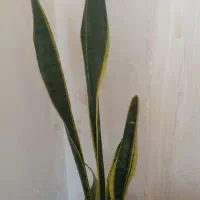 گل طبیعی سالم