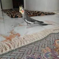 عروس هلندی نر