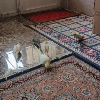عروس هلندی