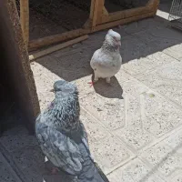 یک جفت سار درجه یک
