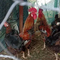 خروس دوتا