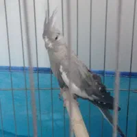 عروس هلندی ماده بالغ
