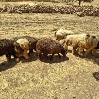 بره نر شیری مخصوص نذر