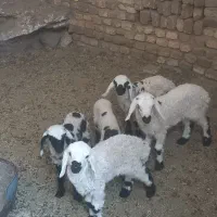 میش زاییده