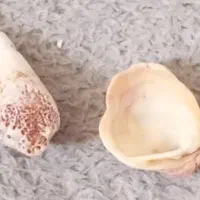 صدف و سنگ با ارزش
