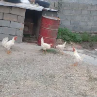 4 تا خروس سرحال