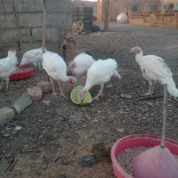 بقلمون گوشتی