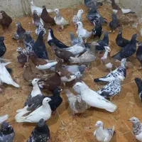 کبوتر فروشی شوشترنو داخل محوطه بازارچه