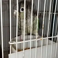 تراکوییس ماده بالغ