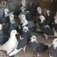 کفتر نر ماده.  ابلق.۱۲  جفت.  ارسال کاشان