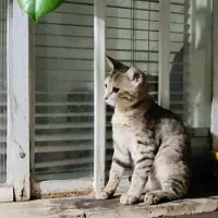 واگذاری   گربه  ماده ونر