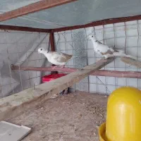کبوتر خانگی