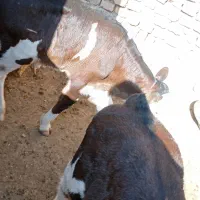 گوساله شیری سیمینتال جوانه