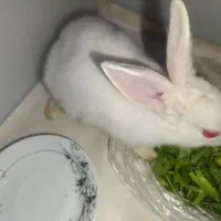 خرگوش نر