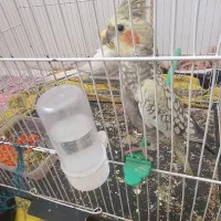 یک جفت عروس هلندی با قفس