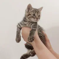 گربه ۴ ماهه