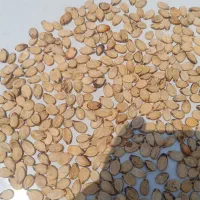 تخمه هندوانه بوجار شده 600کیلو