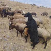 قوچ قر غزل