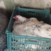 دو عدد مرغ کرچ برهما که زیرش تم تخم برهما گذاشتم