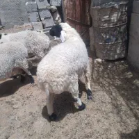 یک بره نر یک ساله قوچ