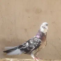 کفتر زرد پرشی