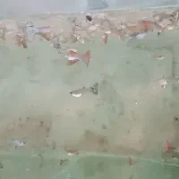 گوپی تایگر درجه یک