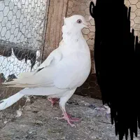 کفتر