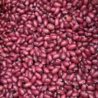 عدس نخود لوبیا قرمز سفید چیتی