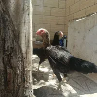 مرغ سیاه لاری