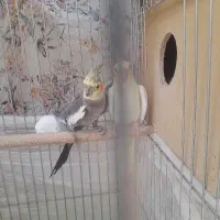 عروس هلندی مولد