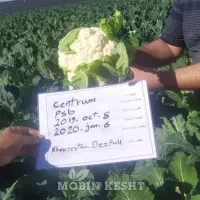 فروش انواع صیفی جات