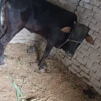 فروش گاو مناسب قربانی