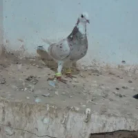 سار سرخ کاکل و ابلغ هفترنگ