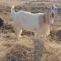 بز ماده